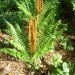 Cinnamon Fern